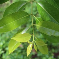 Syzygium nervosum A.Cunn. ex DC.